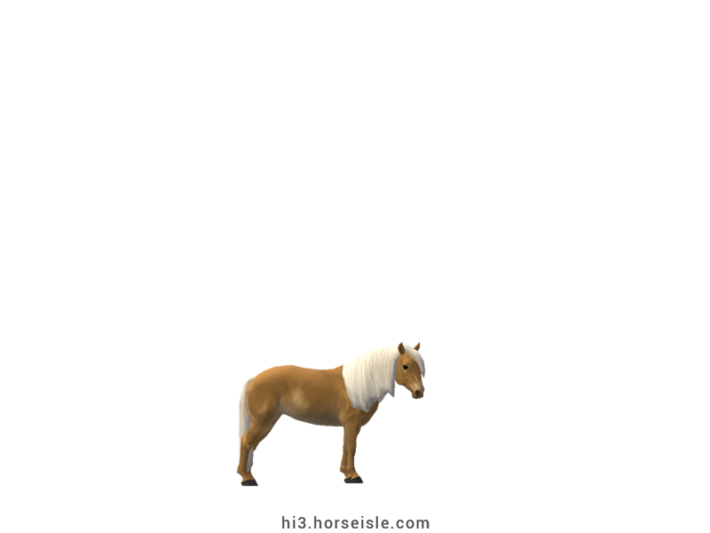 South African Miniature Horse Flaxen Mealy Bright Palomino Coat